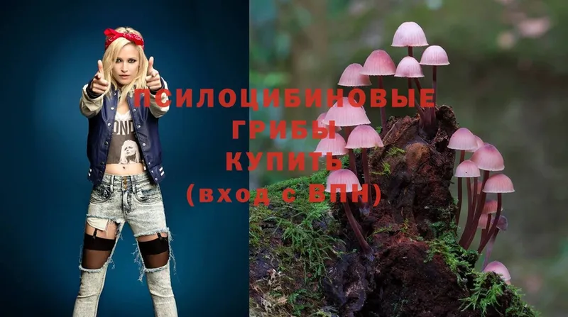 Галлюциногенные грибы Psilocybine cubensis Сатка